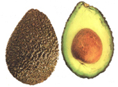 PERSEA GRATISSIMA(AVOCADO) OIL