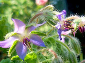 BORAGO OFFICINALIS SEED OIL