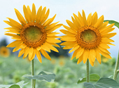 HELIANTHUS ANNUUS (SUNFLOWER) SEED OIL