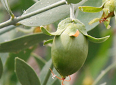 SIMMONDSIA CHINENSIS (JOJOBA) SEED OIL