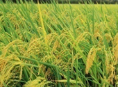 ORYZA SATIVA (RICE) BRAN OIL