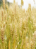 TRITICUM VULGARE (WHEAT) GERM OIL