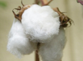 GOSSYPIUM (COTTON) SEED OIL