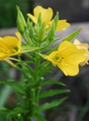 OENOTHERA BIENNIS (EVENING PRIMROSE) OIL