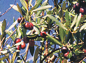 OLEA EUROPAEA(OLIVE)FRUIT OIL