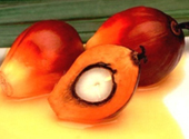 ELAEIS GUINEENSIS (PALM) OIL