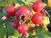 ROSA CANINA FRUIT OIL