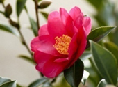 CAMELLIA JAPONICA SEED OIL